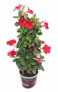 Bild von KP19 Sundaville Tower Rood